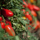 Image for article titled How to Distinguish Real San Marzano Tomatoes From Imposters
